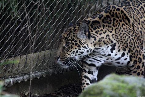 der jaguar beschreibung