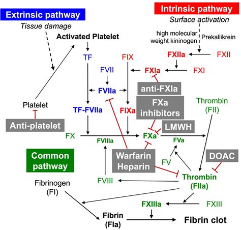 frontiers  therapeutic potential  anticoagulation  organ fibrosis