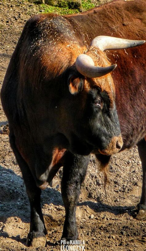 heck cattle breeding   extinct aurochs