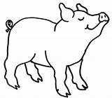 Pig Outlines Clip Clipart Outline sketch template