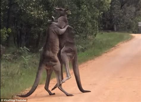 Incredible Moment Two Kangaroos Battle In A Roadside Boxing Match
