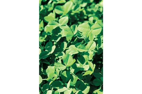 new zealand white clover cover crop seed johnny s selected seeds