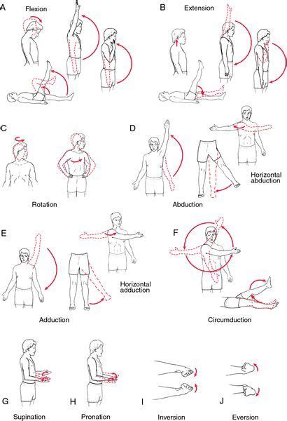 shoulder range  motion chart pinterest  worlds catalog  ideas anatomy pinterest