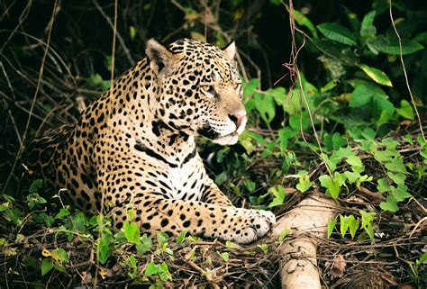 share  imagen   jaguar    amazon rainforest