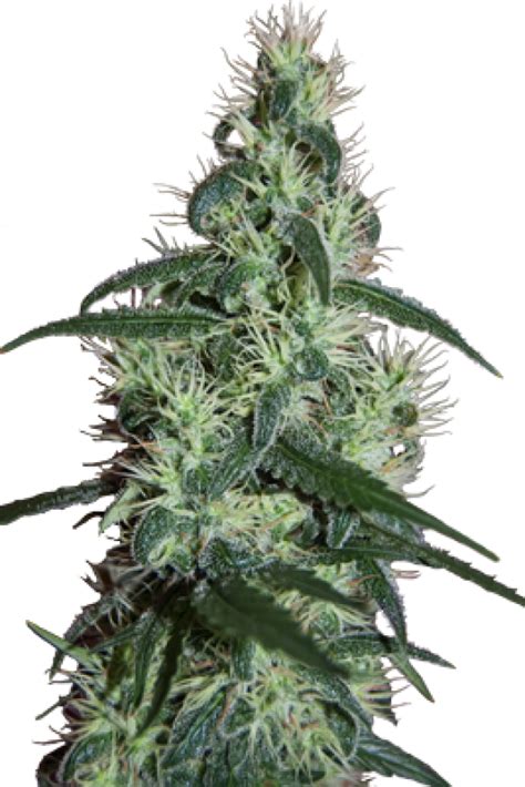 Critical Feminised Cannabis Seeds Seedmakers Seeds Discount Value