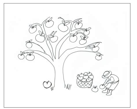 apple tree pictures  color coloring home