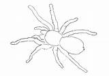 Spinne Vogelspinnen sketch template