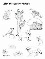 Desert Coloring Pages Animals Habitat Landscape Animal Getcolorings Color Getdrawings sketch template