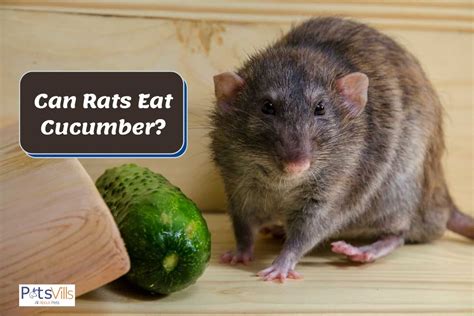 rats eat cucumber safe fruits veggies guide
