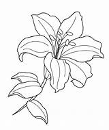 Lily Lilies Bouquet Familyfriendlywork Lilium sketch template