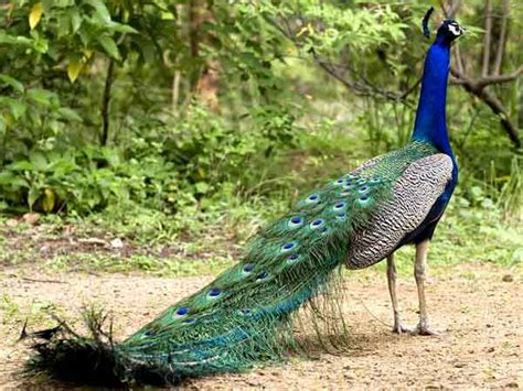national bird  india indian national bird indian peacocks indian national symbols blue