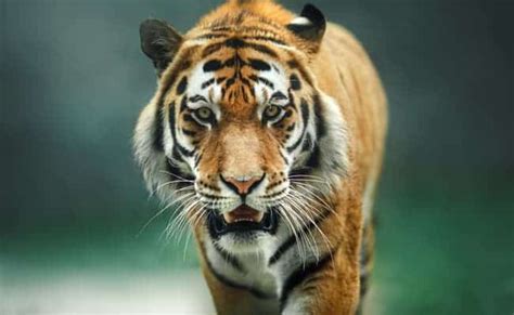 extinct javan tiger  alive  indonesia focusing