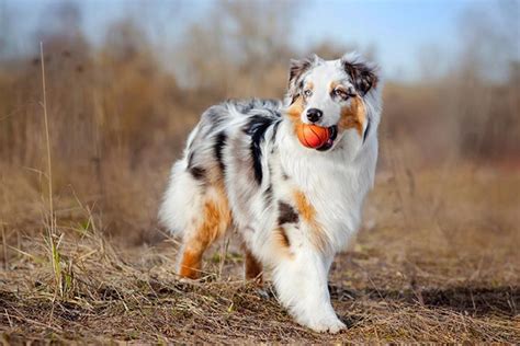 australian shepherd dog breed information images characteristics health