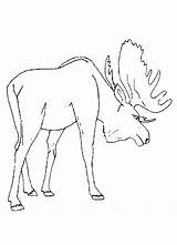 Moose Coloring Pages Drawing Animal Printable Preschool Popular Colouring Color Print Kids Coloringhome Getdrawings Comments sketch template