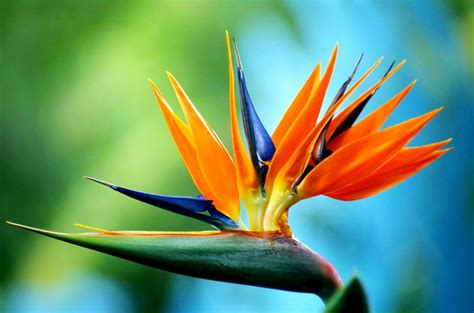 bird  paradise flower weneedfun
