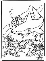 Hai Shark Ausmalen Unterwasserwelt Requin Malvorlagen Haai Taucher Duiker Rekin Squalo Nurek Colorare Kolorowanki Sharks Tiburon Rekiny Kleurplaten Morze Zee sketch template