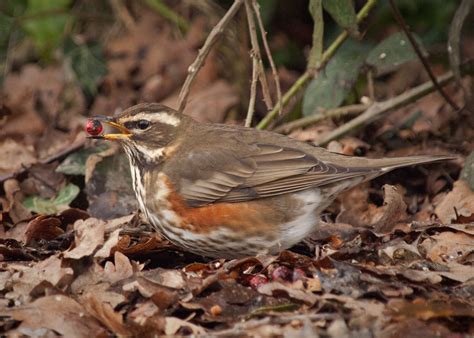 Redwing Turdus Iliacus Kentish Plumber Flickr