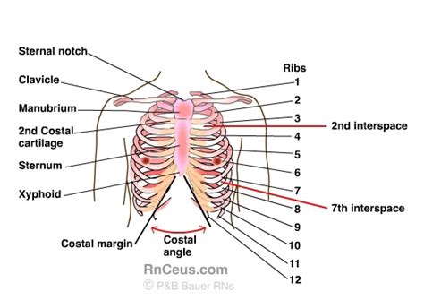 chest wall anatomy