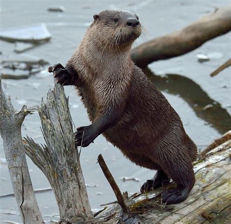 wildewood wonders american river otter sightings  wildewood ponds    facts