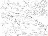 Whale Gray Coloring Pages Printable Drawing 출처 Skip Main sketch template
