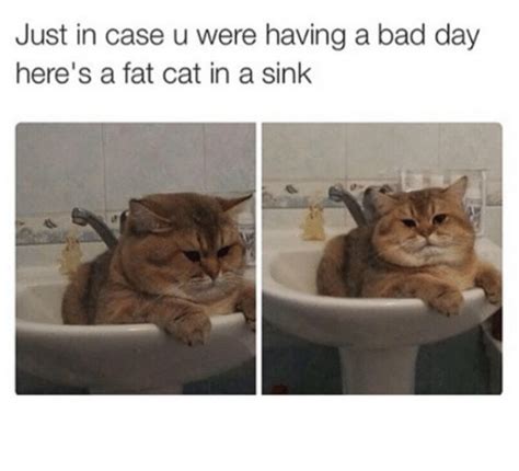Just In Case U Were Having A Bad Day Here S A Fat Cat In A