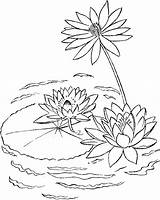 Water Lily Coloring Lake Plants Drawings Pages sketch template