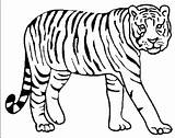 Tiger Coloring Pages Drawing Tigers Lion Color Bengal Animal Printable Siberian Kids Detroit Colouring Animals Pencil Tooth Realistic Baby Saber sketch template