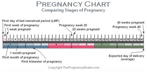 stages  pregnancy chart weeks months trimesters