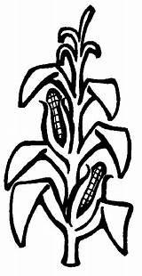 Corn Clipart Stalk Plant Stalks Coloring Maize Clip Cliparts Cartoon Pages Logo Draw Plants Drawing Cornstalk Library Cornstalks Field Clipartbest sketch template