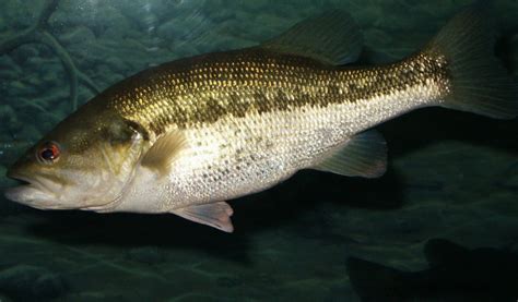 black bass micropterus salmoides club deportivo de pesca reinosa