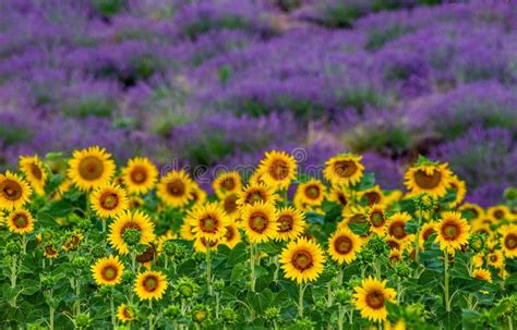sunflowers   lavender field background  beautiful combination  colors stock image