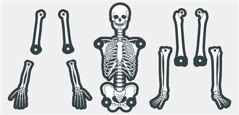 printable skeleton template   colours primary worksheets