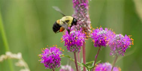 pollinator plants  perfect landscaping