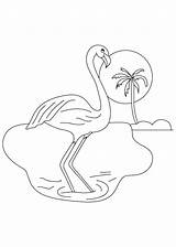 Coloring Pages Pink Dolphin Flamingo Panthers Carolina Drawing Getcolorings Getdrawings Simple sketch template