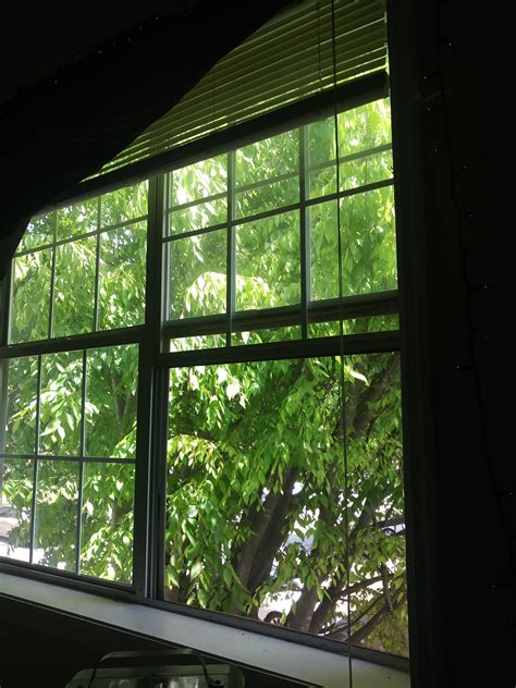 gorgeous tree   bedroom window reminds    peach