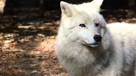 polarwolf canis lupus arctos youtube