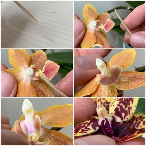 growing orchids  seed flasking dry seeds green pods