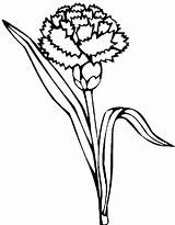 Clavel Carnation Claveles Coloring sketch template