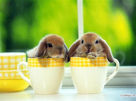 cute rabbits xcitefunnet