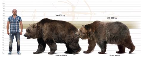 size comparison   cave bear ursus spelaeus   brown