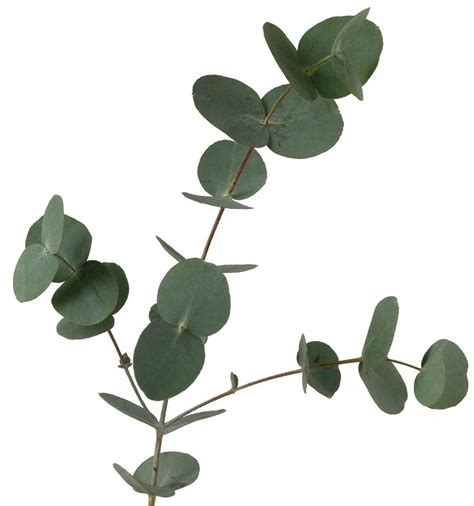 eucalyptus single large leaf botanically correct products