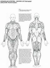 Muscles Muscular Chart Skeletal Unmisravle Coloringhome Educativeprintable Educative Anatomical Physiology Unlabeled sketch template