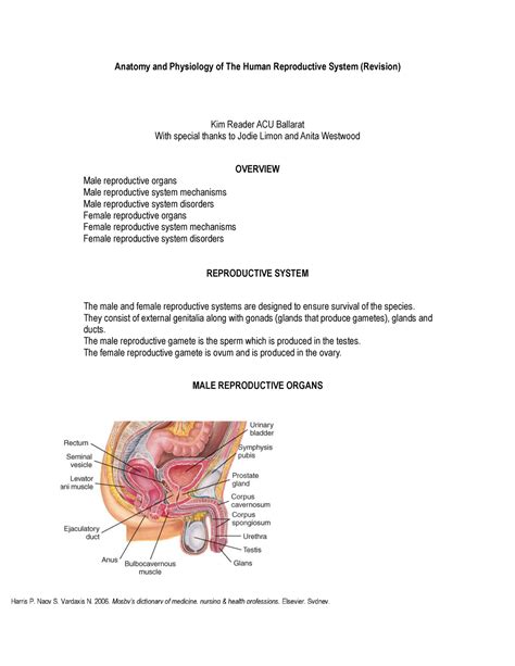 the reproductive system anatomy and physiology