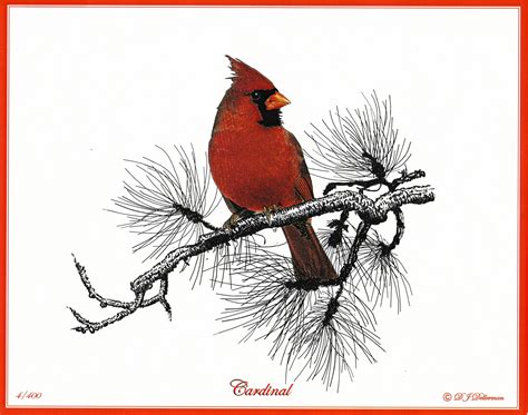 bird drawings bird pencil drawing watercolor bird