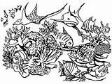 Reef Coral Coloring Pages Ecosystem Scuba Great Barrier Drawing Diver Ocean Fish Getdrawings Getcolorings Color Diving Colorings Printable sketch template