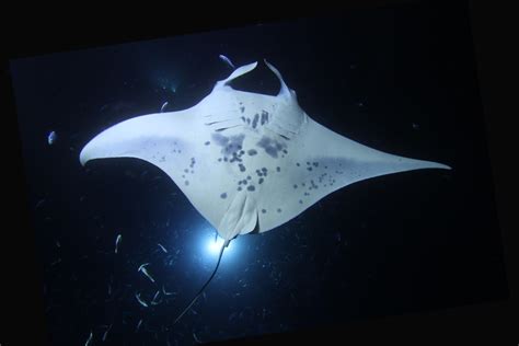 manta rays dangerous manta ray advocates hawaii