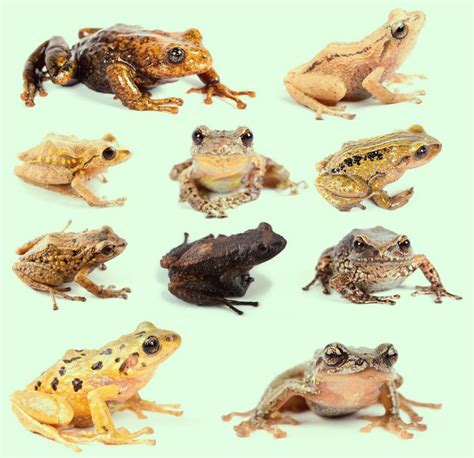 researchers discover eleven  species  rain frogs  ecuador scinews