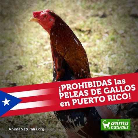 puerto rico mantiene prohibicion de peleas de gallos animanaturalis