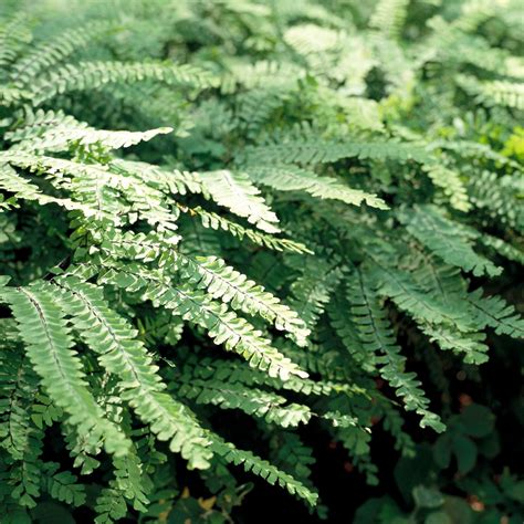 plant  grow maidenhair fern