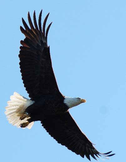 The Bald Eagle An American Success Story Wildlife